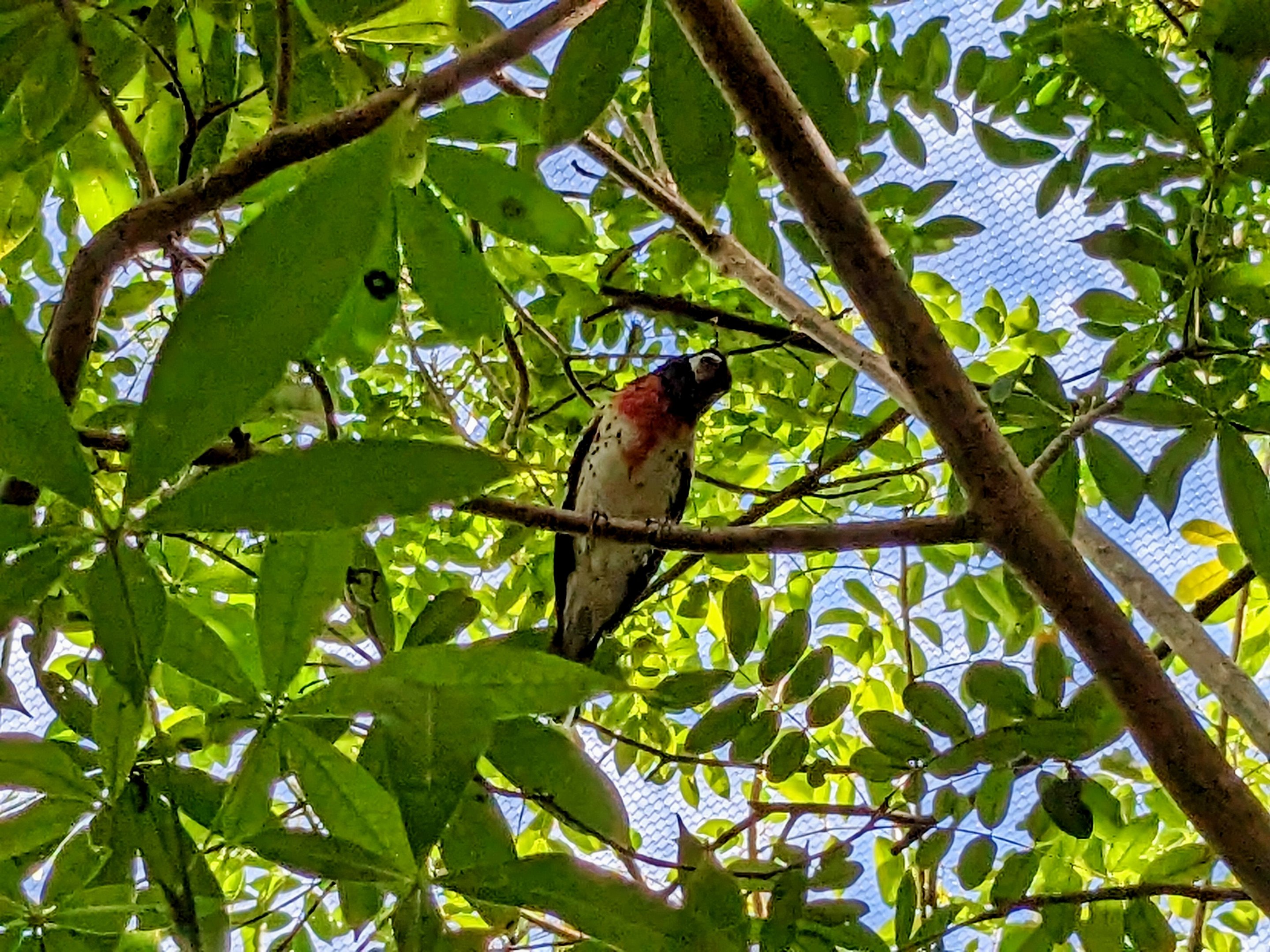 Main Aviary - Rose-breasted grosbeak