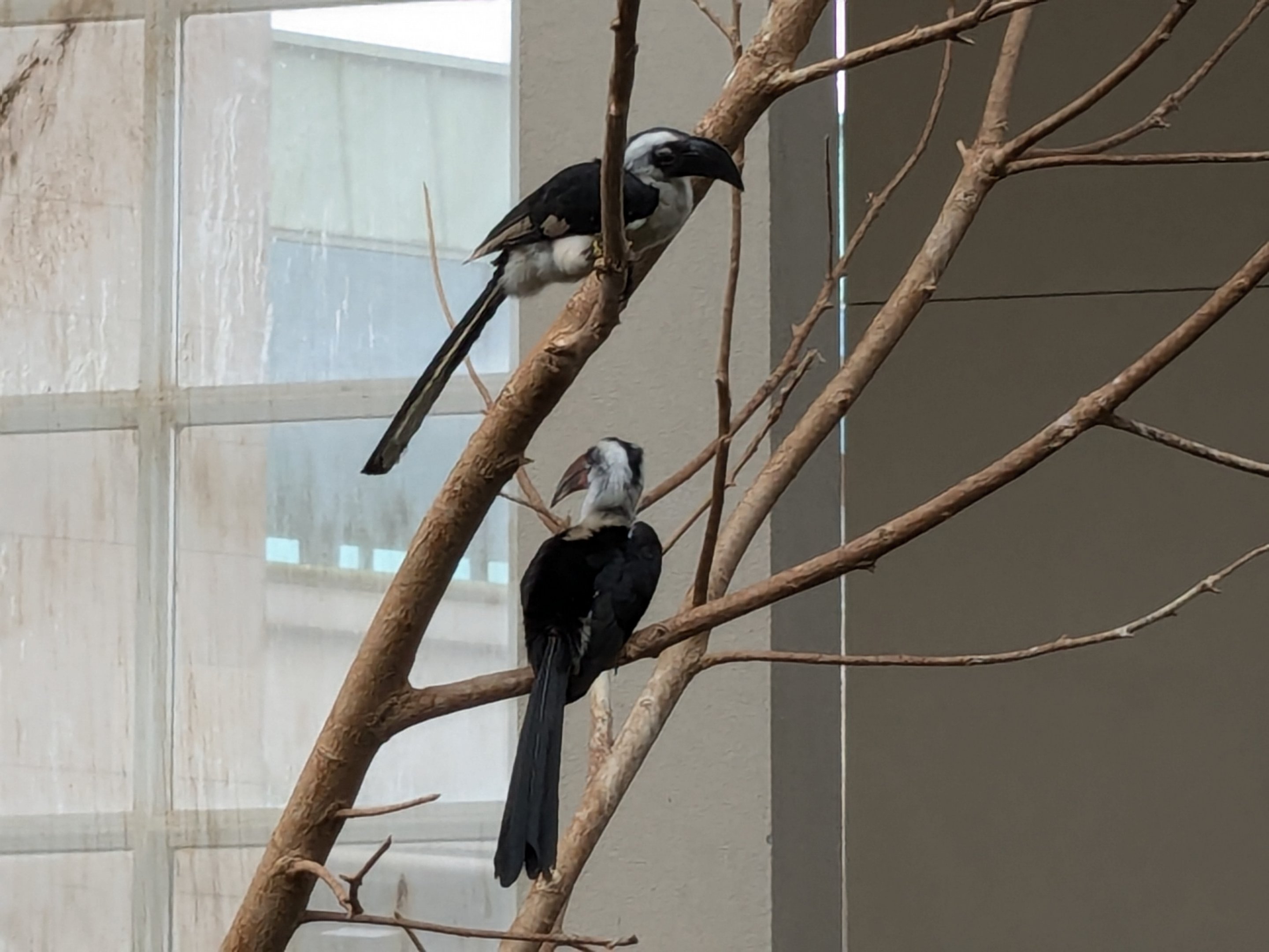 Main aviary - Von Der Decken's Hornbill