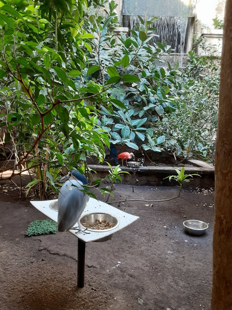 Main Aviary Waterfall