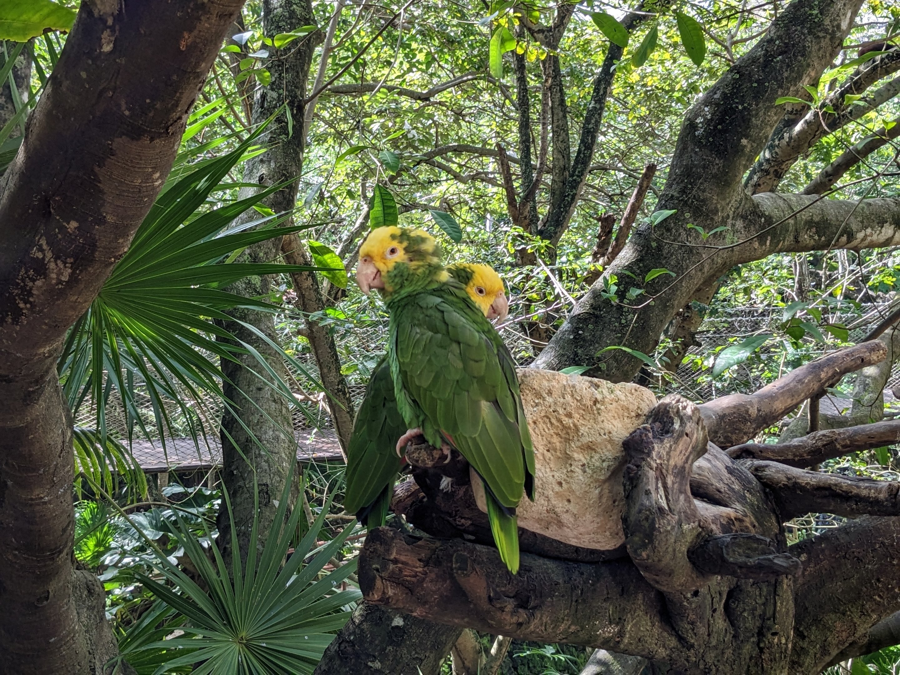 Main Aviary - Yellow-headed parrot