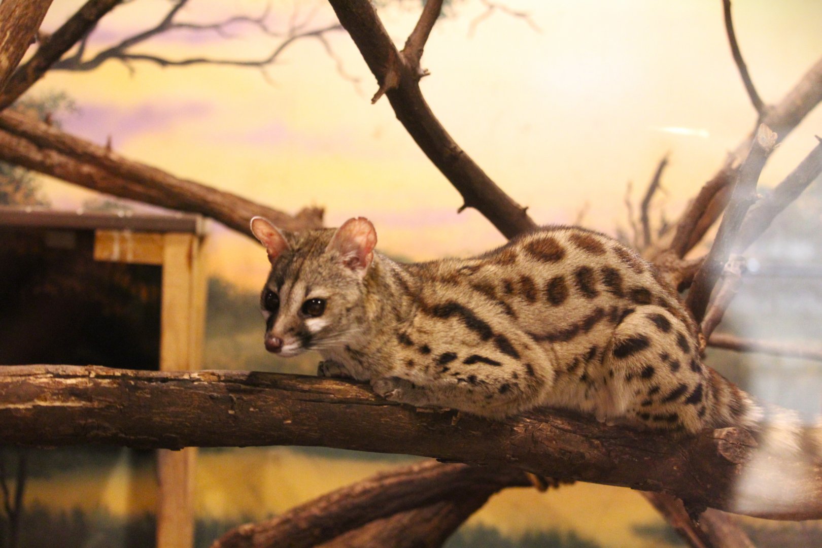Main Barn - Cape Genet