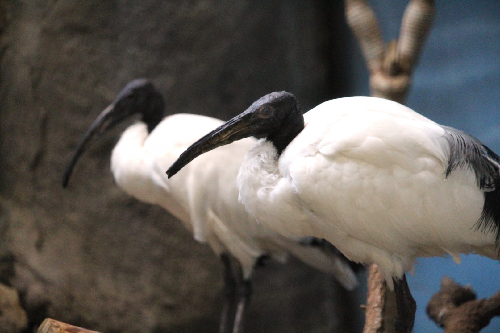 Main Building - African Sacred Ibises