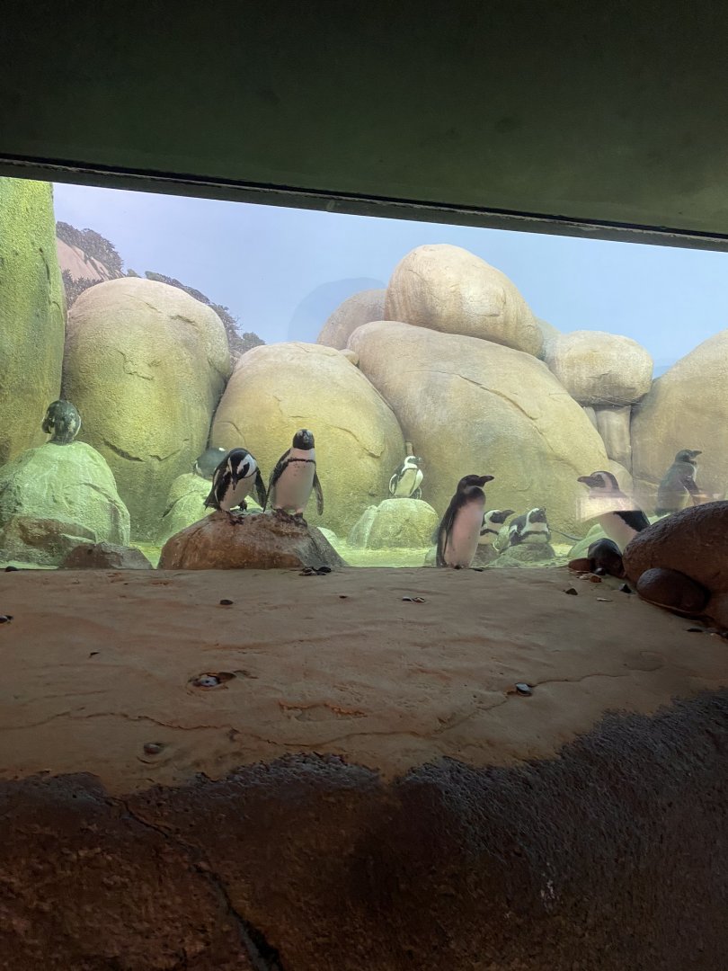 Main building- Black footed penguin exhibit