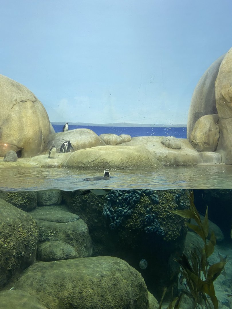 Main building- black footed penguin exhibit