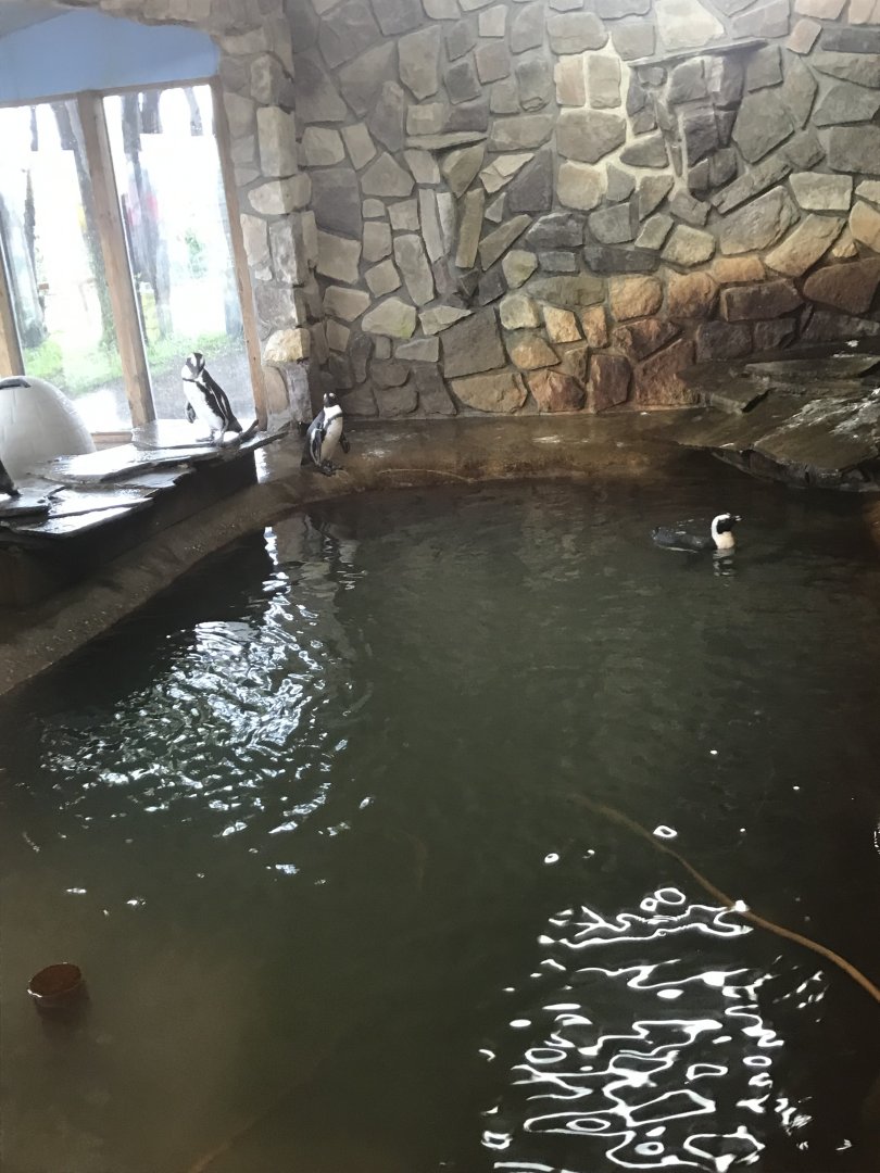 Main Building- Black-Footed Penguin Exhibit