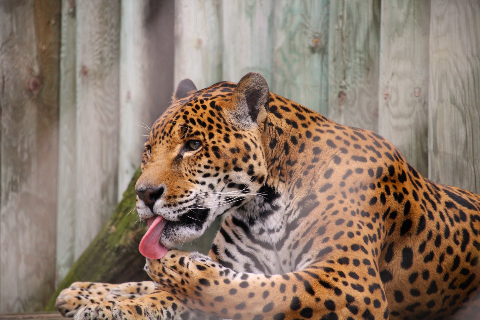 Main Building - Jaguar