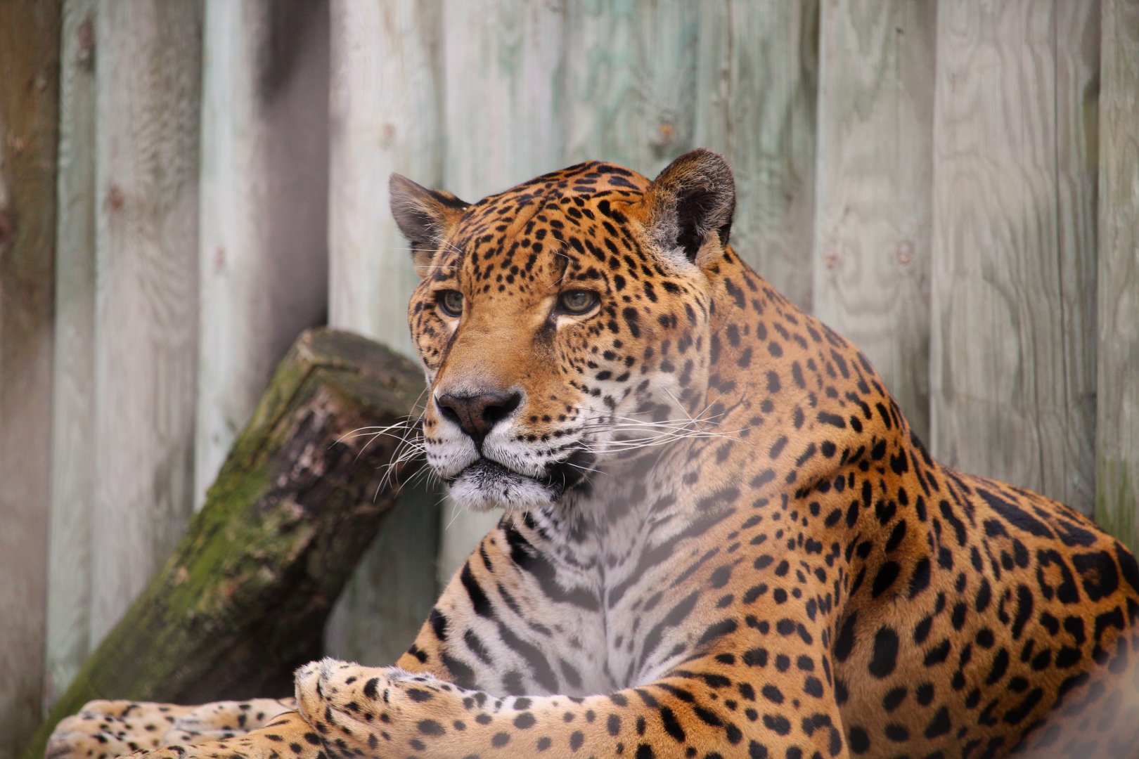 Main Building - Jaguar