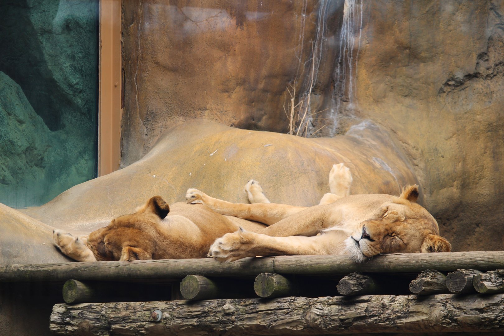 Main Building - Lions