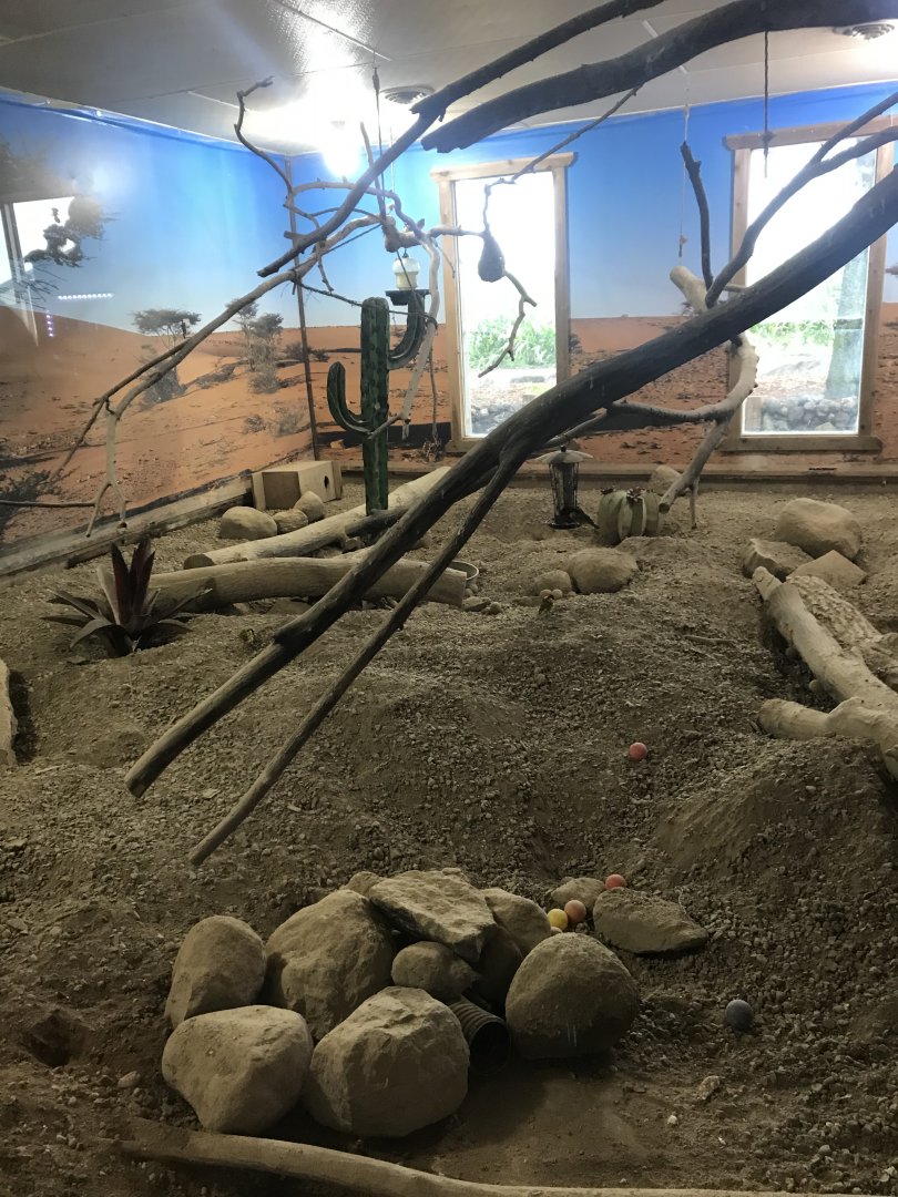 Main Building- Meerkat/Taveta Golden Weaver Exhibit