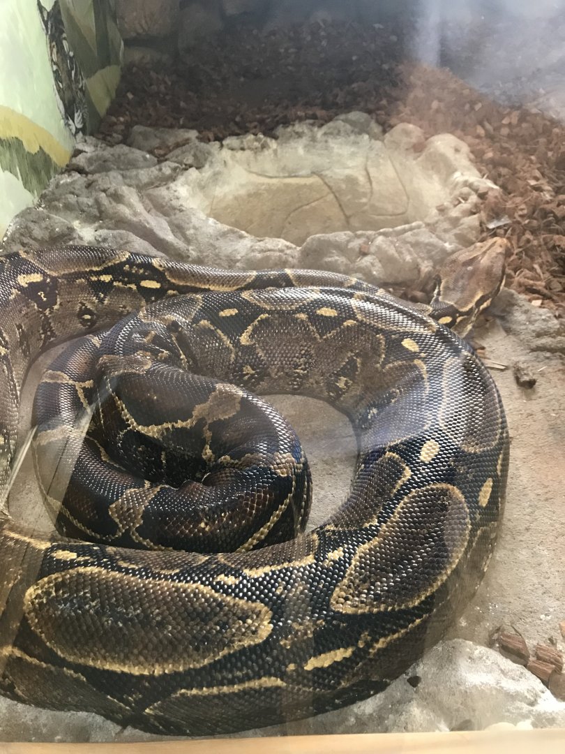 Main Building- Red-Tailed Boa