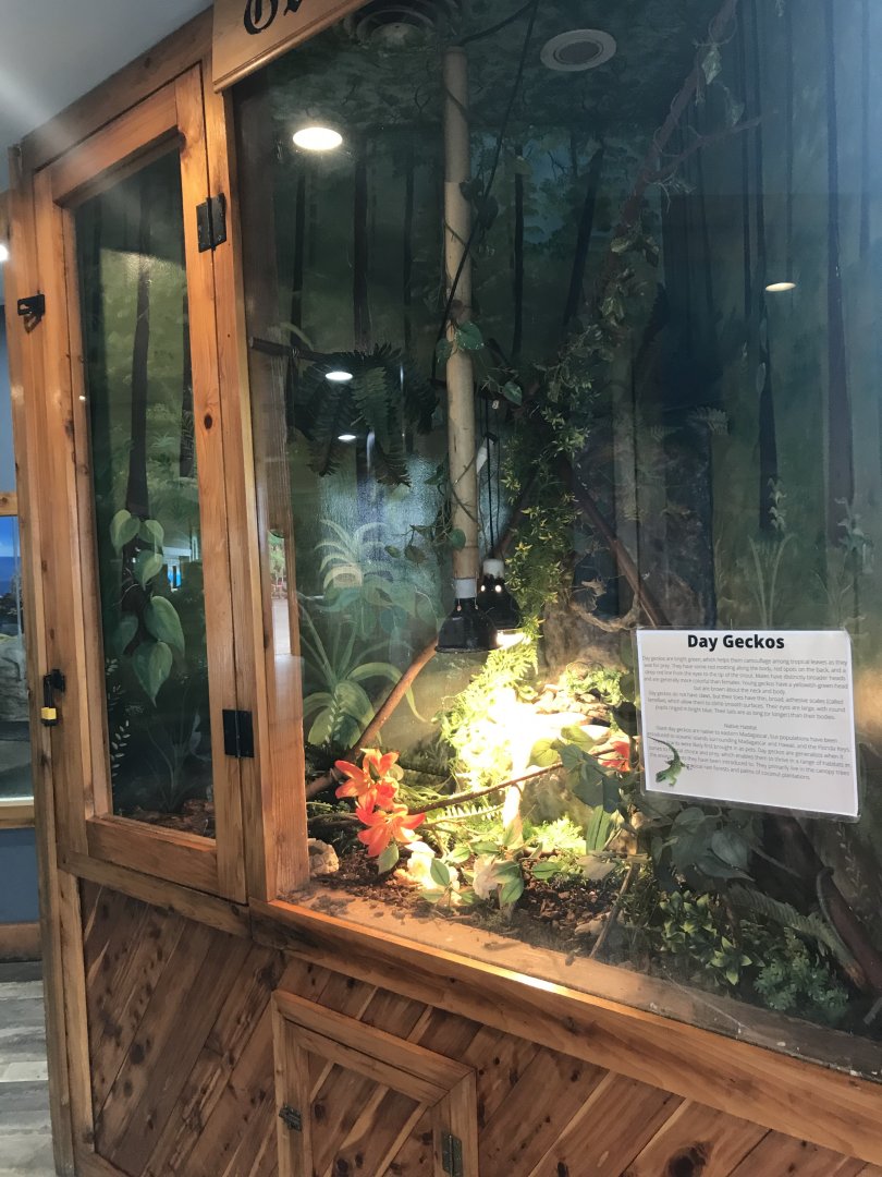 Main Building- Standing’s Day Gecko Exhibit