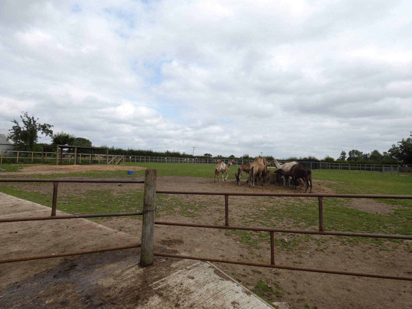 Main camel paddock (Camel Park Oasis)
