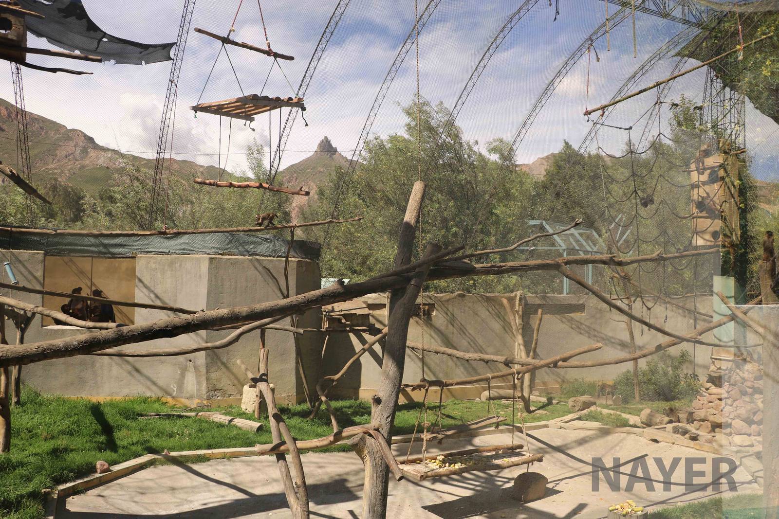 Main capuchin enclosure, March 2016