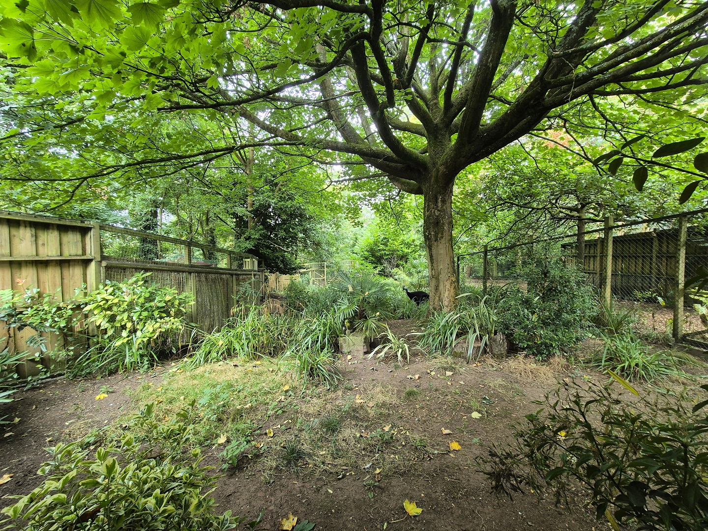 Main cassowary paddock