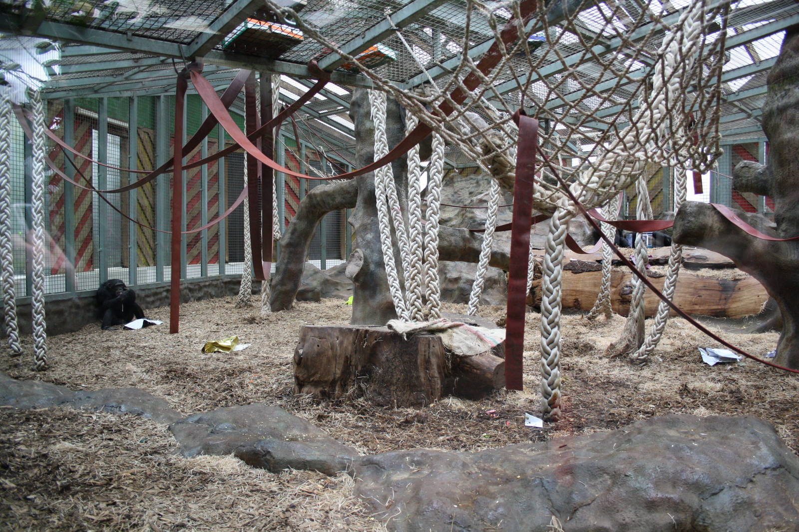 Main chimp area - 16 Feb 2010