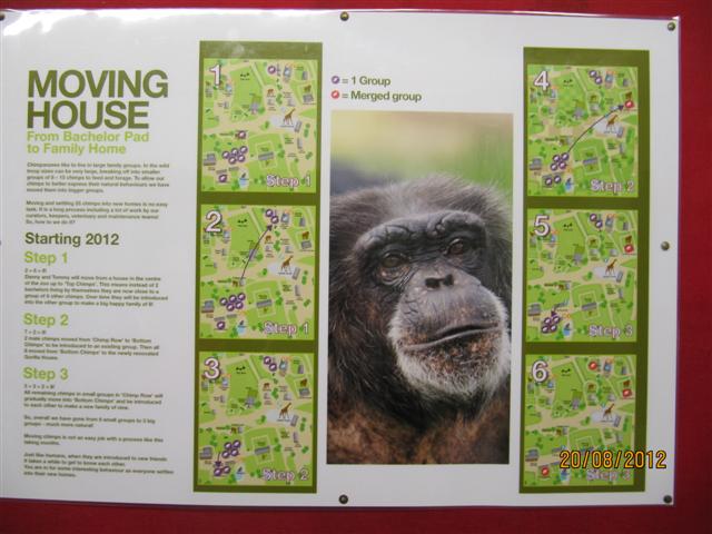 Main chimp moves poster