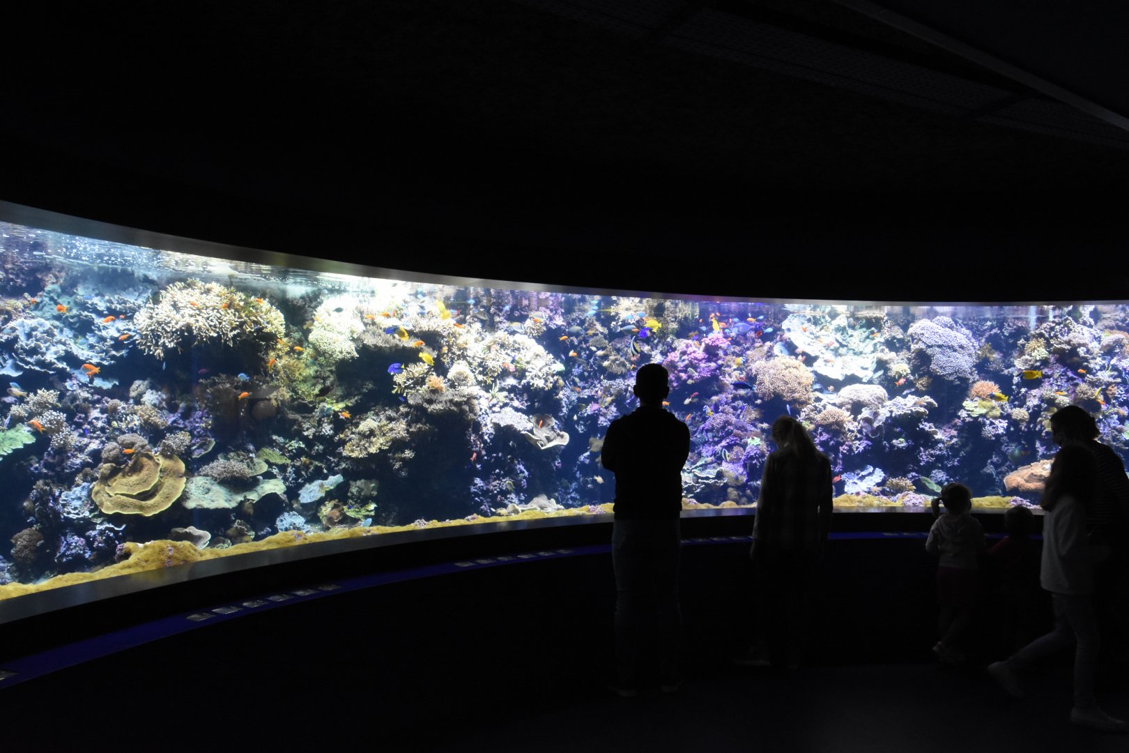 Main coral reef tank