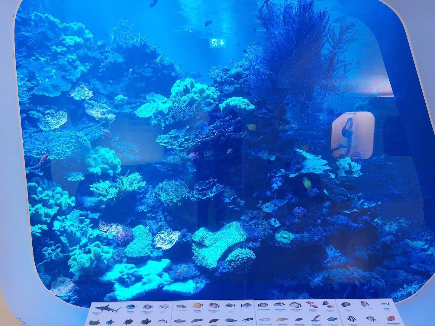 Main coral reef tank