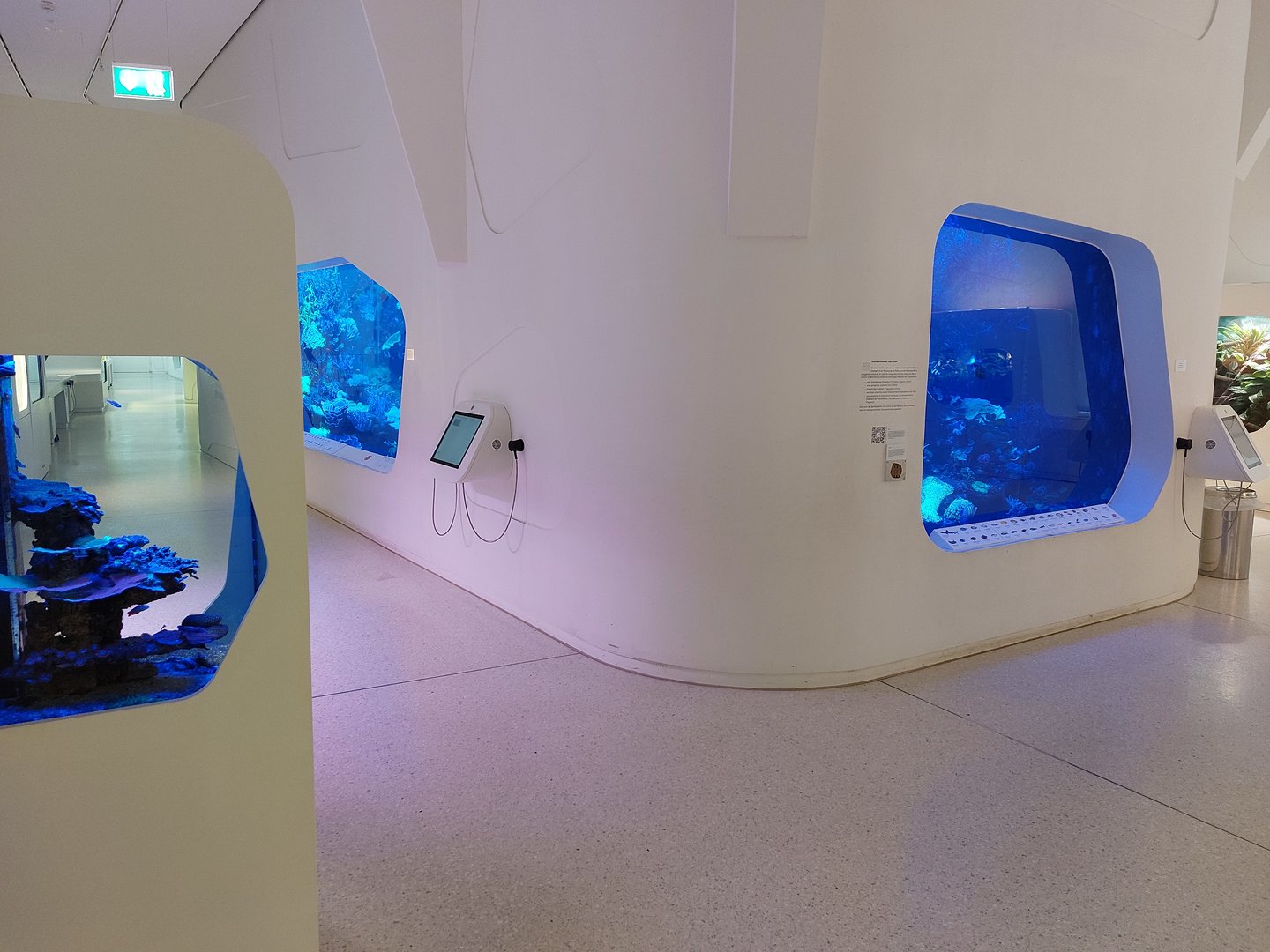 Main coral reef tank