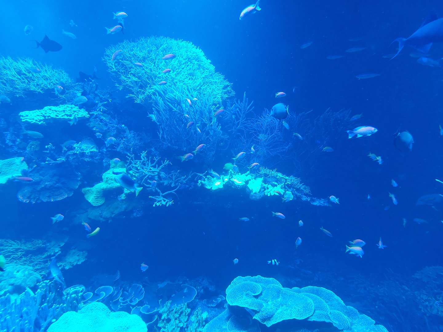 Main coral reef tank