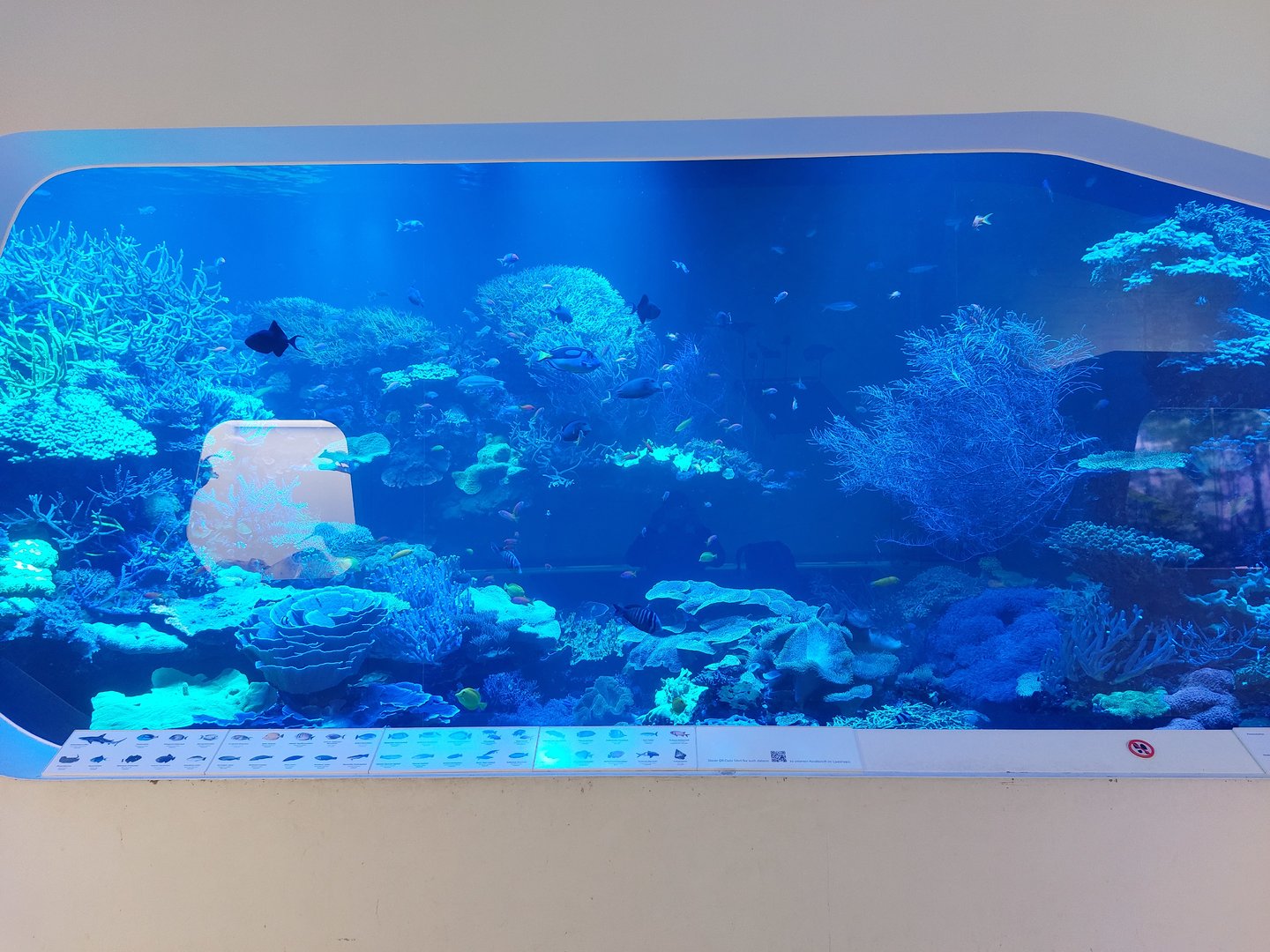 Main coral reef tank