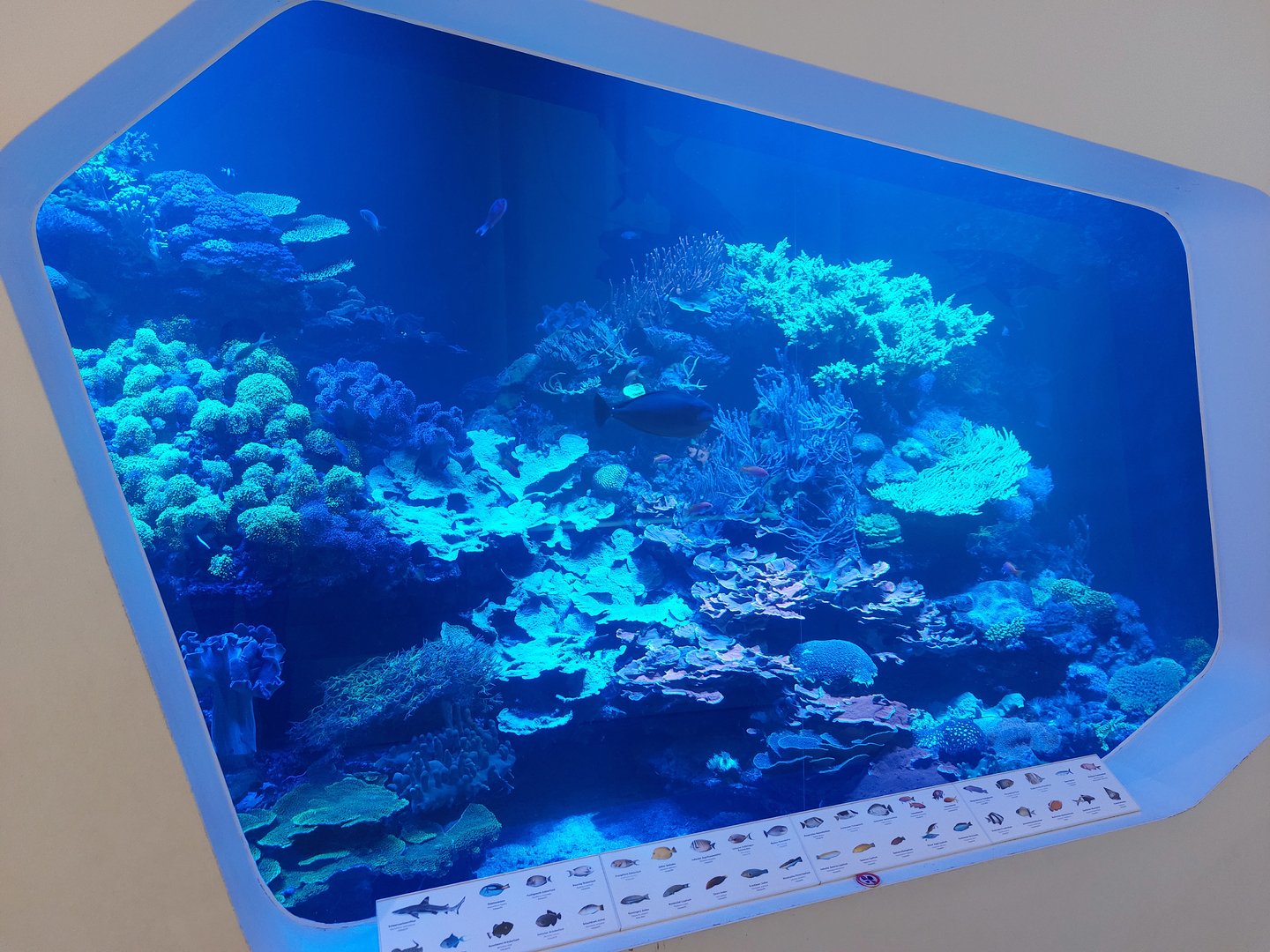 Main coral reef tank