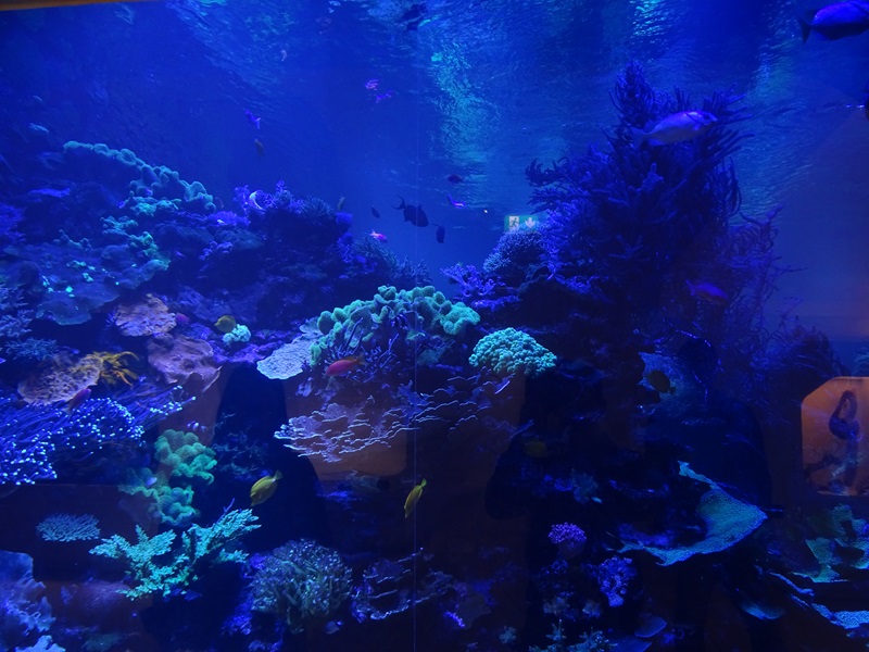 Main coral reef tank