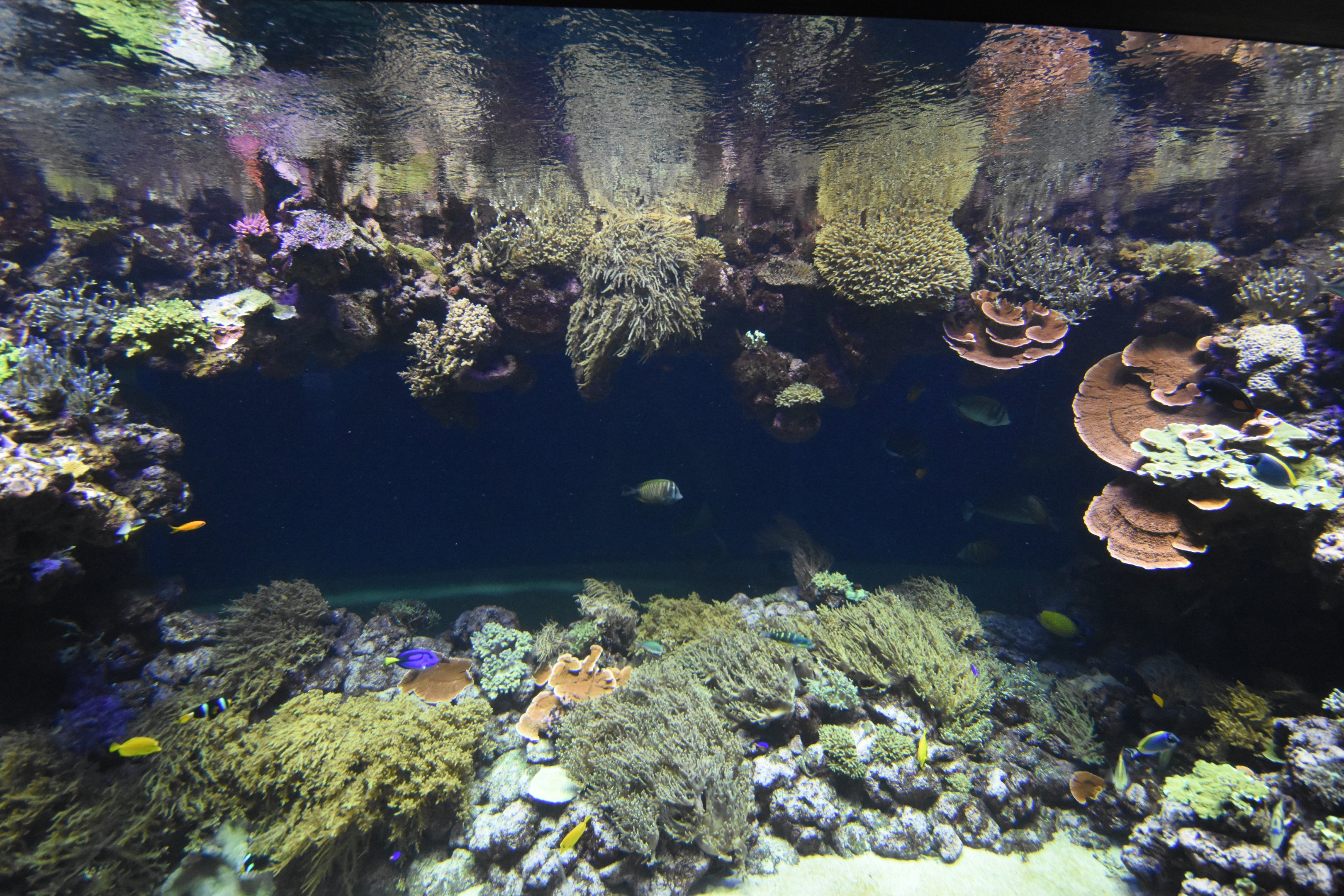 Main coral tank see through
