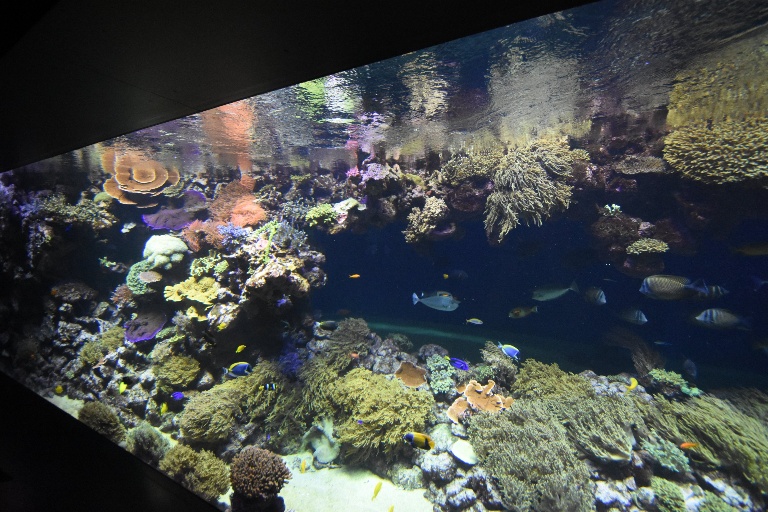 Main coral tank