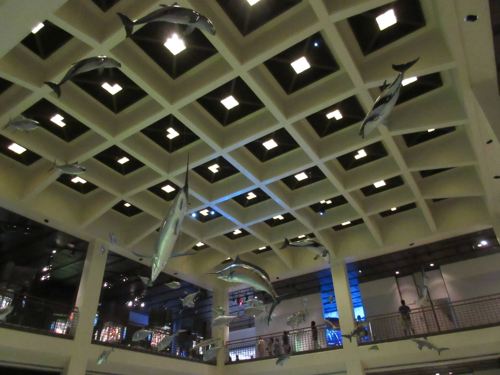 Main Courtyard - Aquatic Animals Hanging from Ceiling
