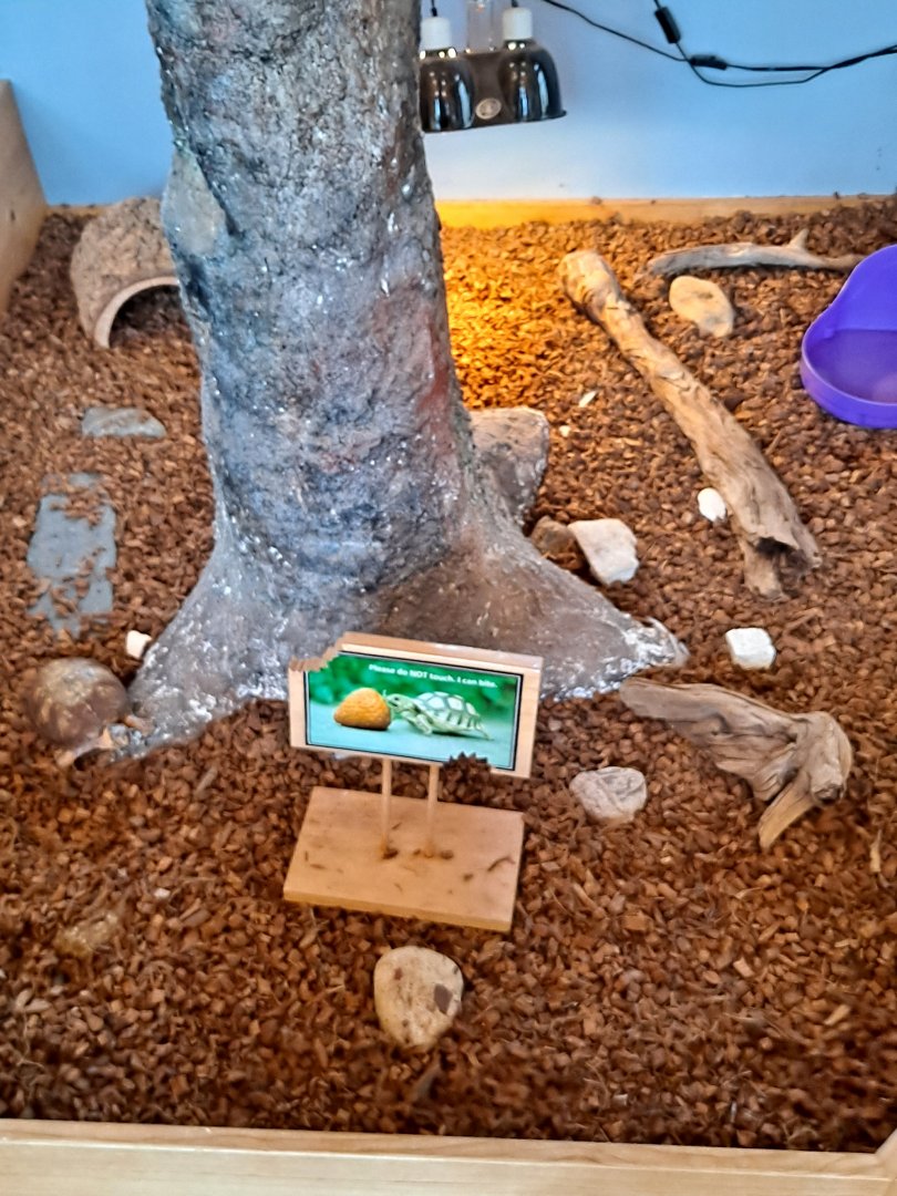 Main Eastern Box Turtle exhibit (Pine River Nature Center, Goodells, MI, 4/16/25)