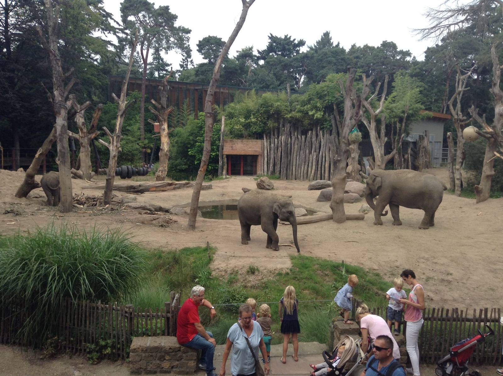 Main Elephant Paddock