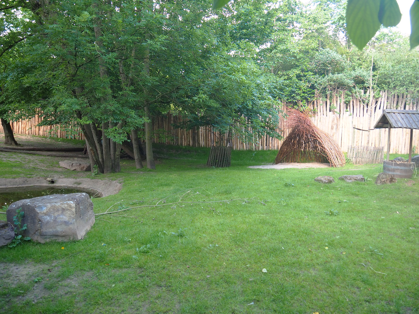 Main Emu, Eastern grey kangaroo and Swamp wallaby paddock, 2022-05-28