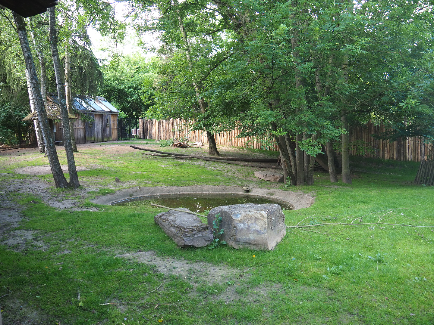 Main Emu, Eastern grey kangaroo and Swamp wallaby paddock, 2022-05-28