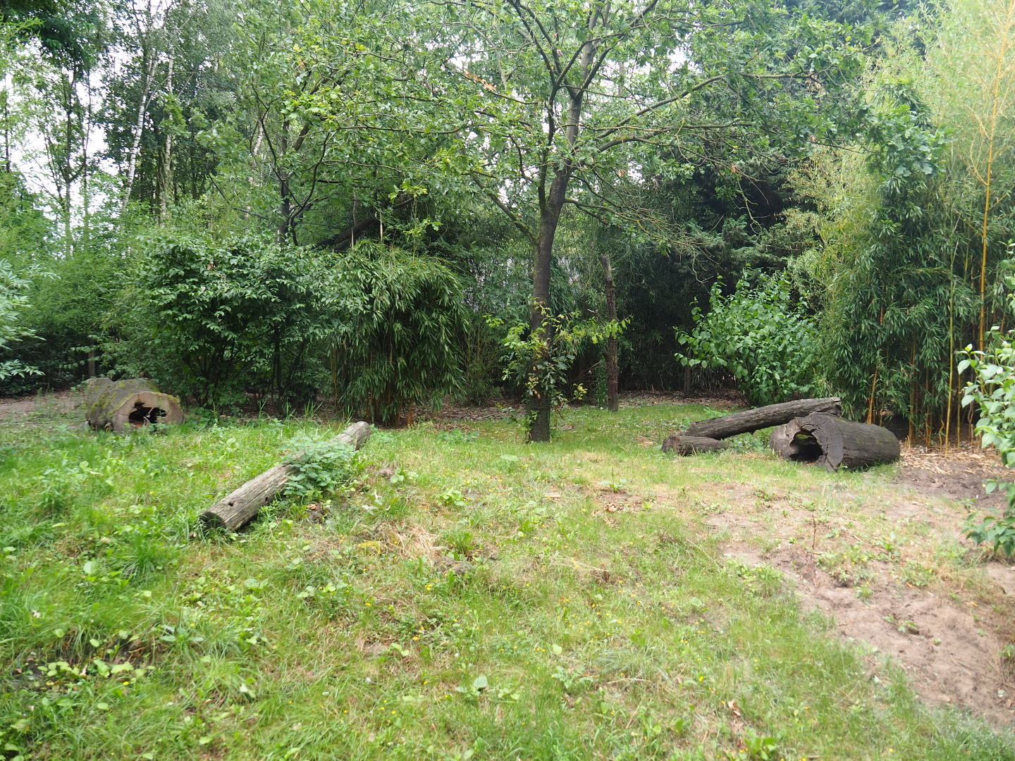 Main giant anteater paddock, 2019-08-11