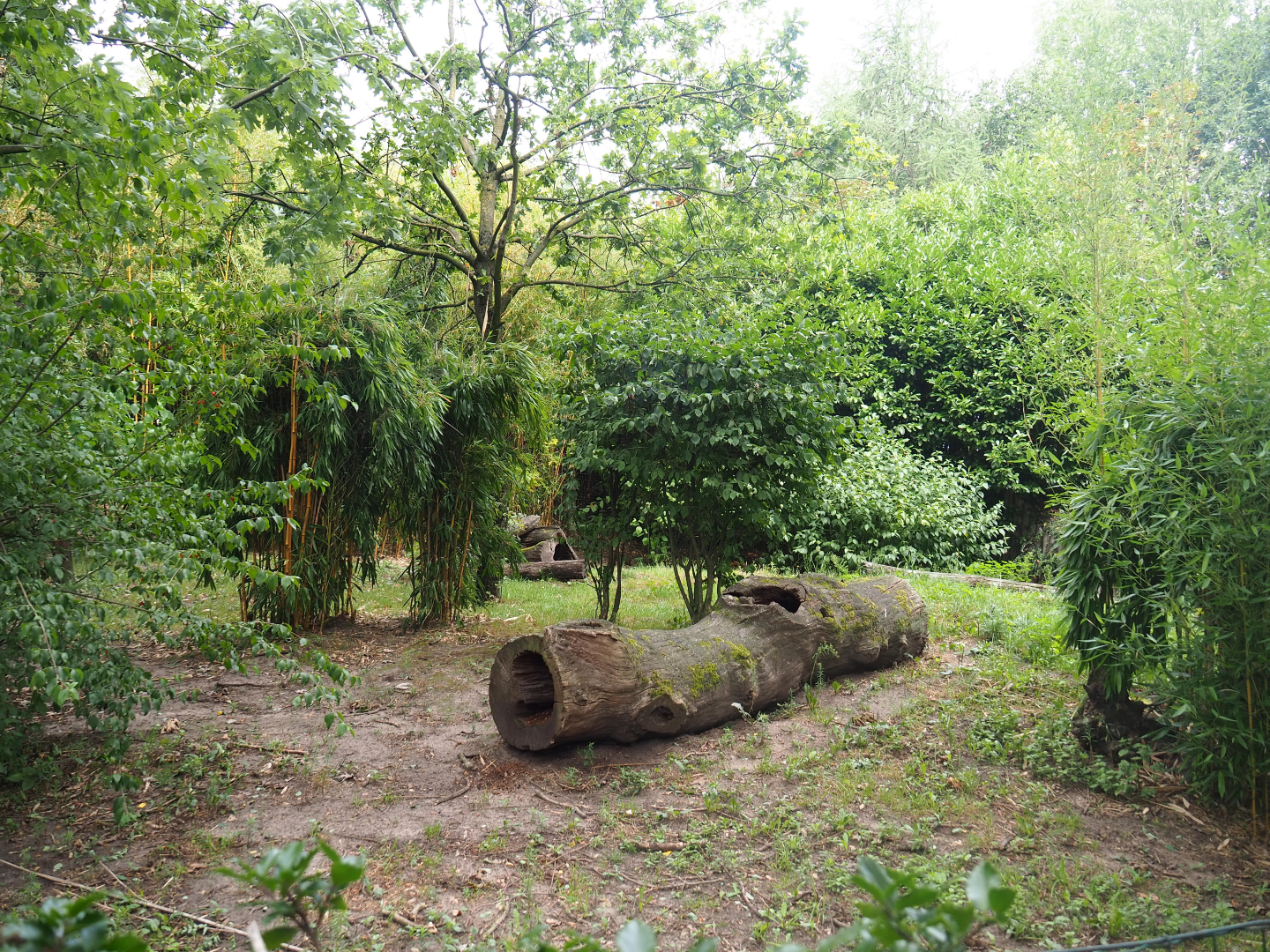 Main giant anteater paddock, 2019-08-11