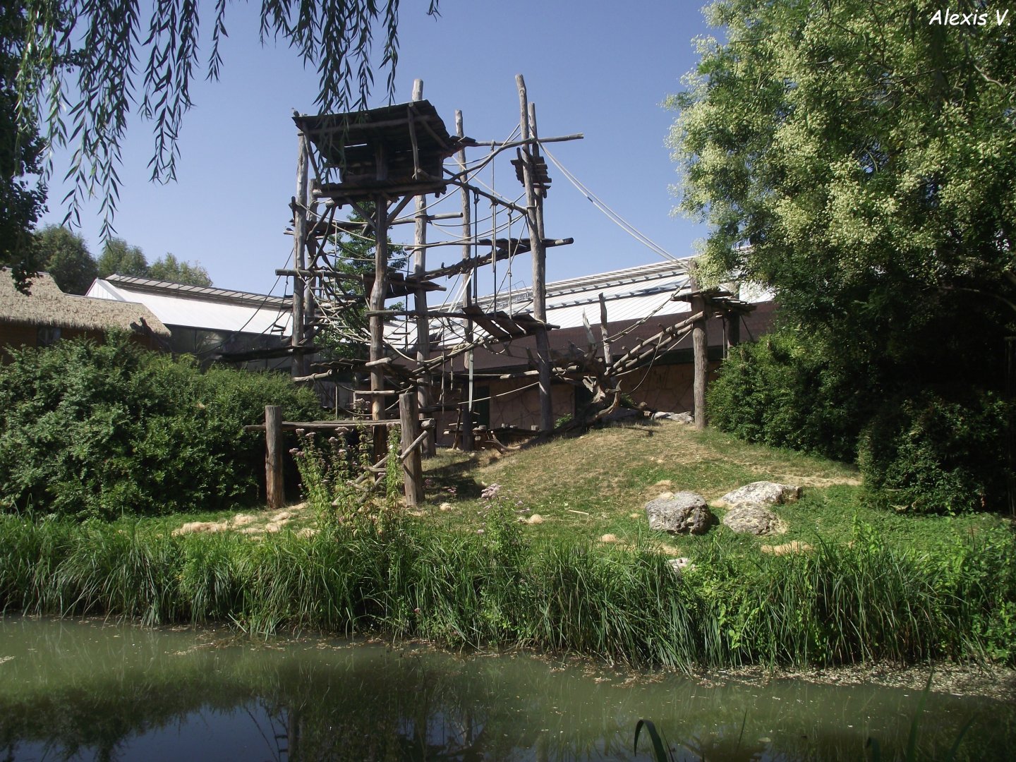 Main Gorilla island - Zooparc de Beauval, 09/08/2025