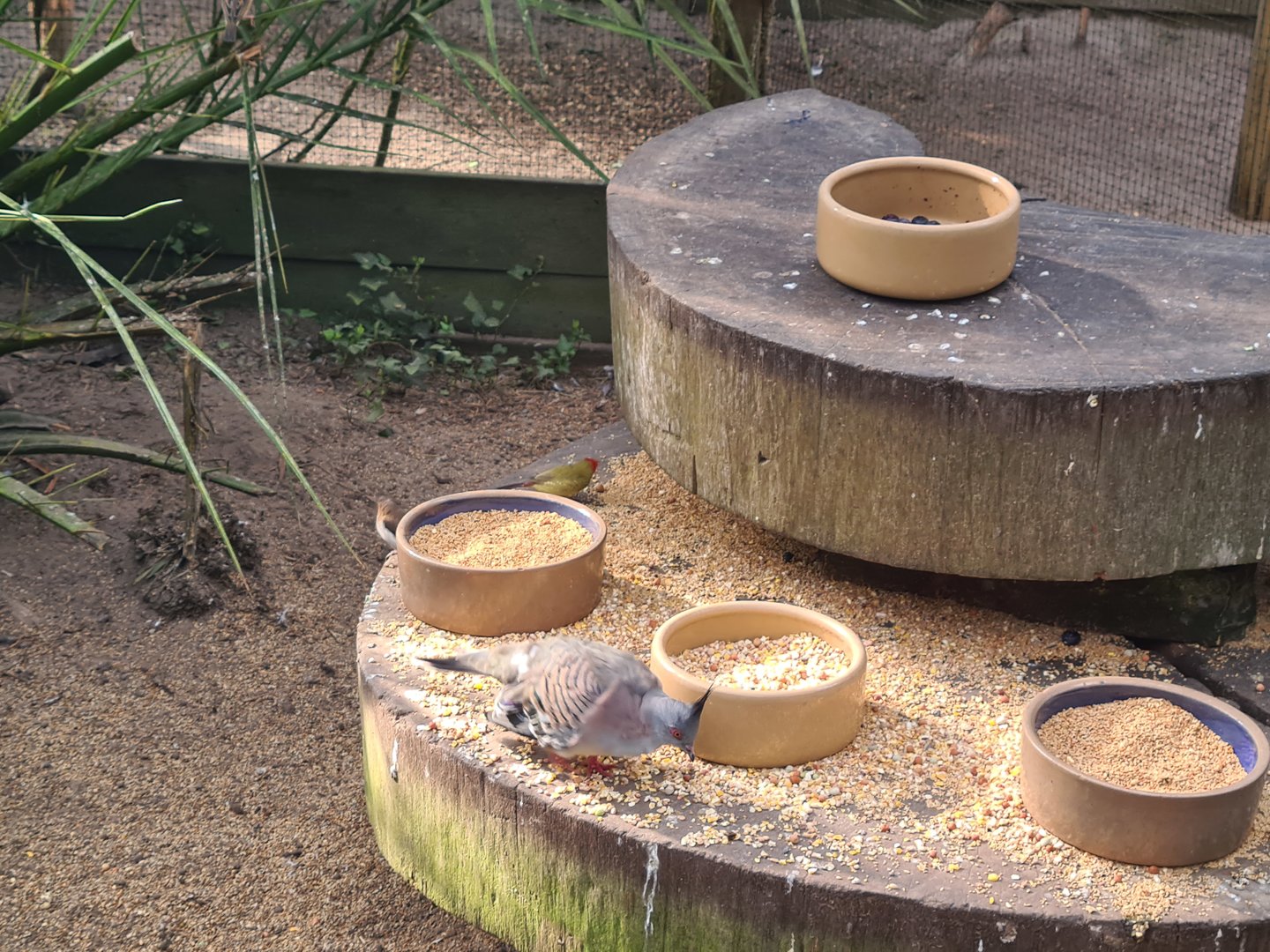 Main hall - Bird feeding area