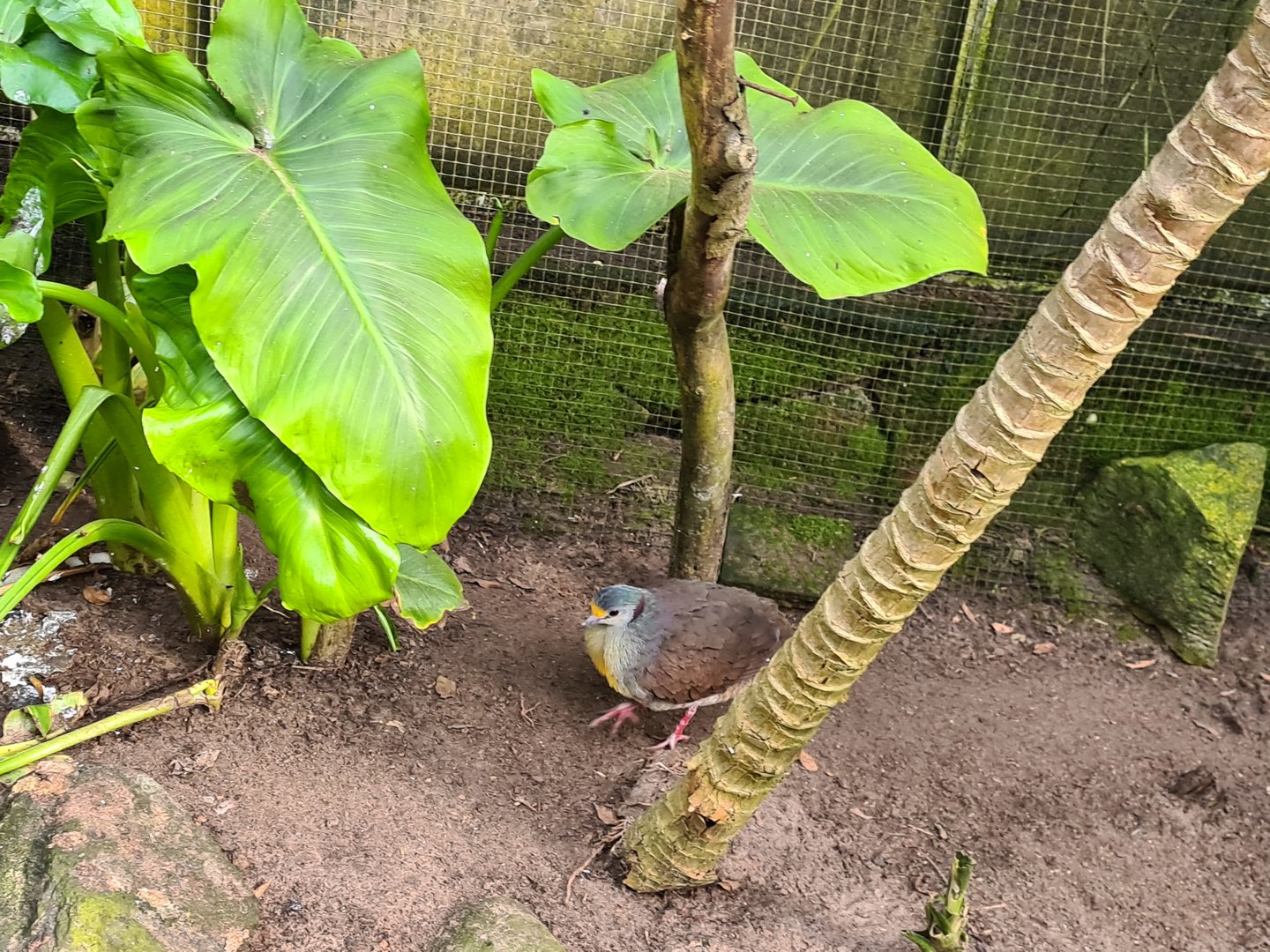 Main hall - Cinnamon ground dove