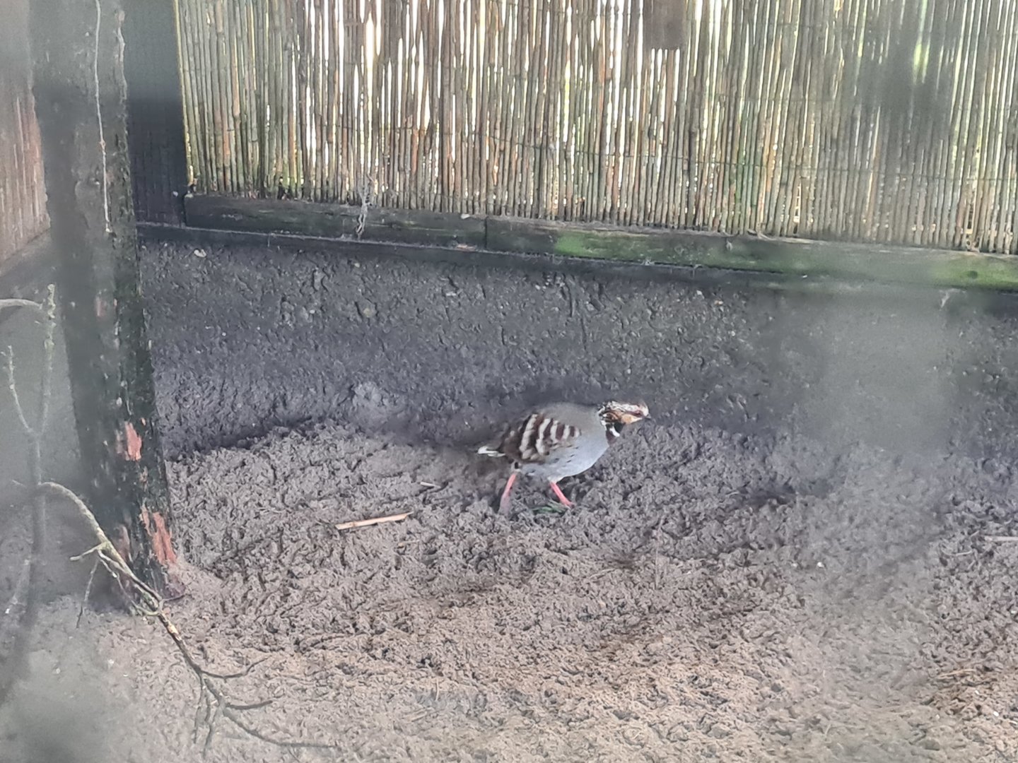 Main hall - Collared Hill partridge