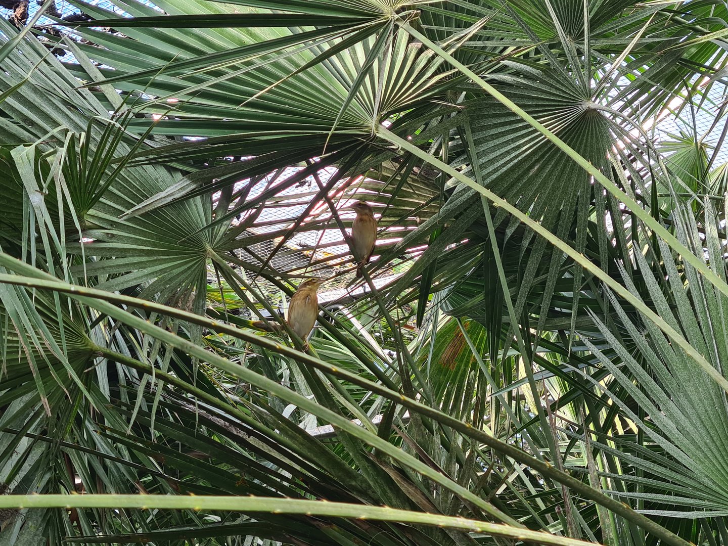 Main hall - Yellow-crowned bishops
