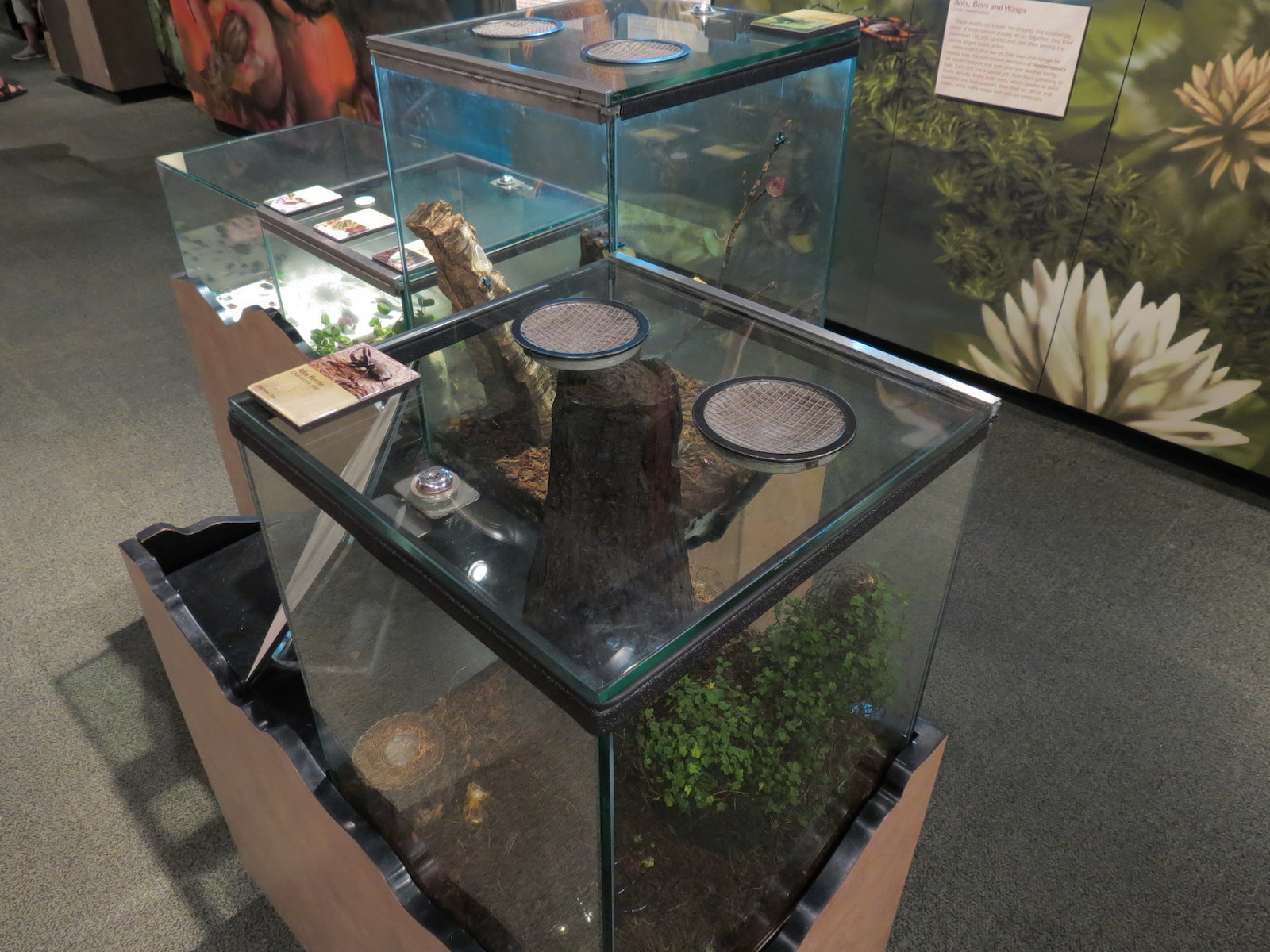 Main Hallway - Atlas Beetle Exhibit