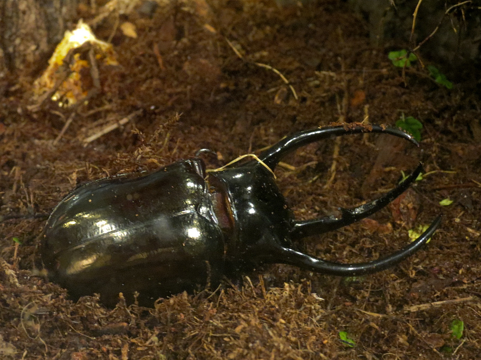 Main Hallway - Atlas Beetle Exhibit