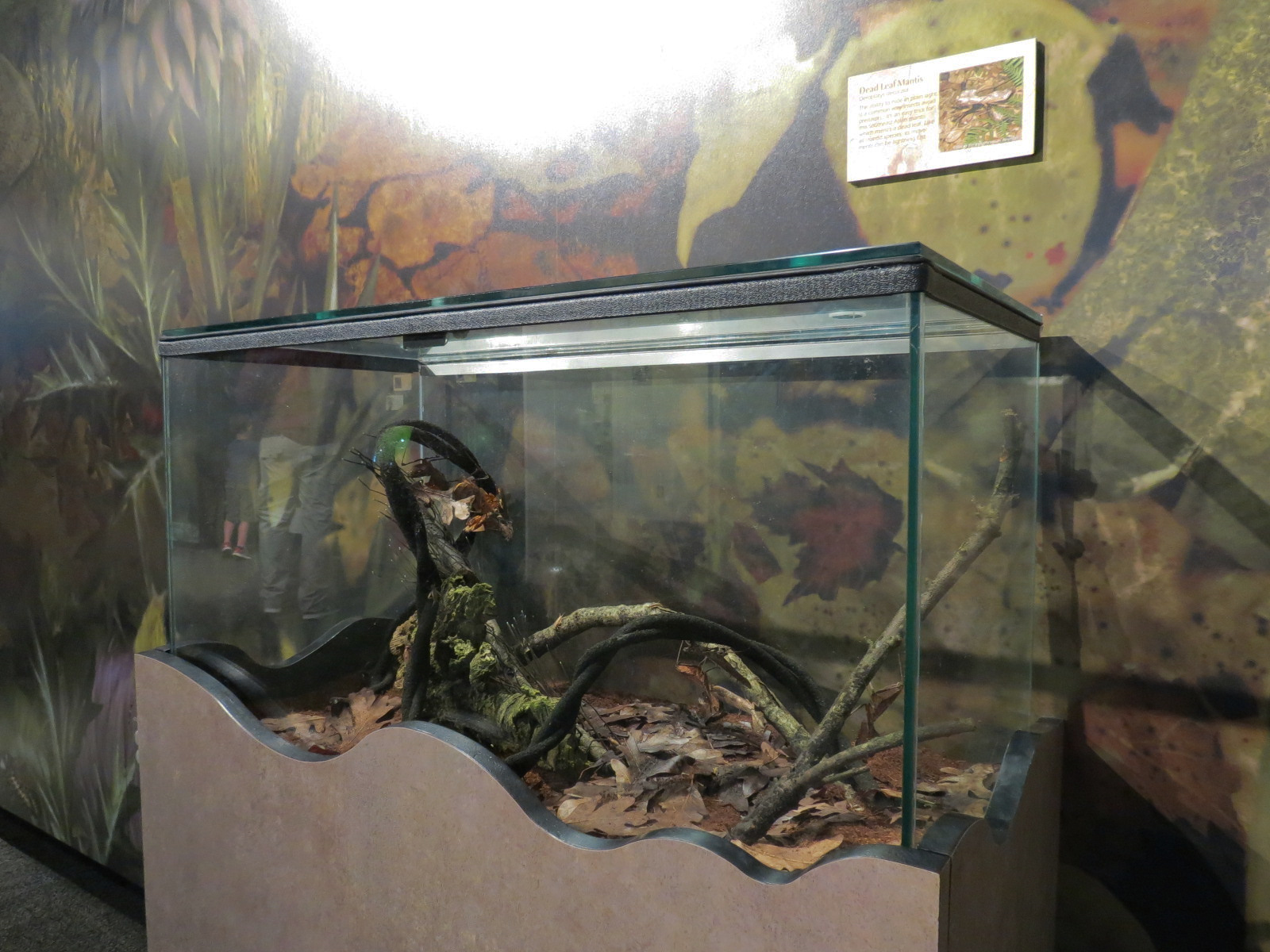 Main Hallway - Dead Leaf Mantis Exhibit