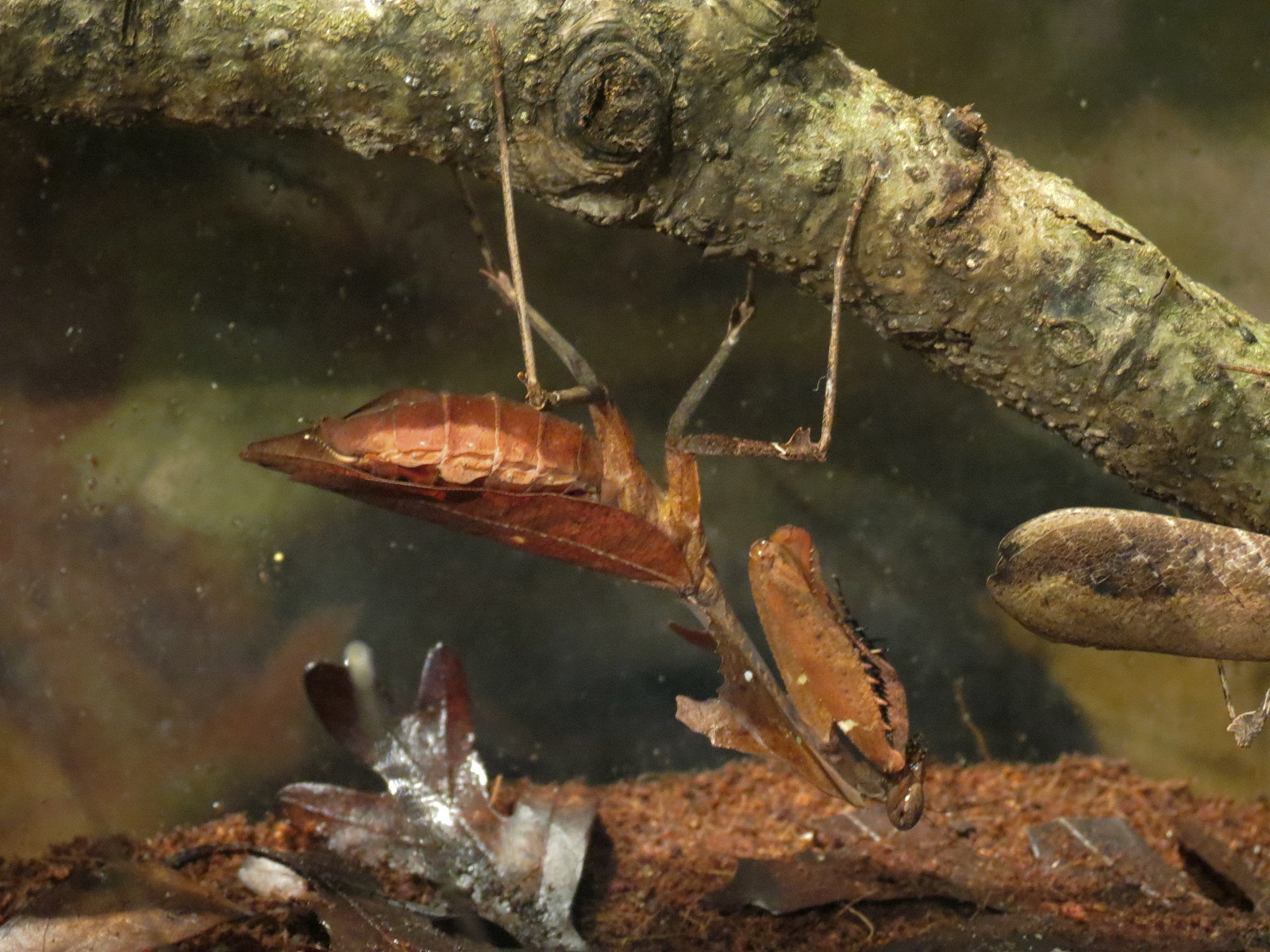 Main Hallway - Dead Leaf Mantis Exhibit