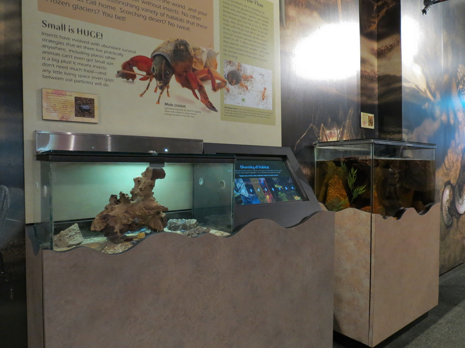 Main Hallway - Death-feigning Beetle Exhibit
