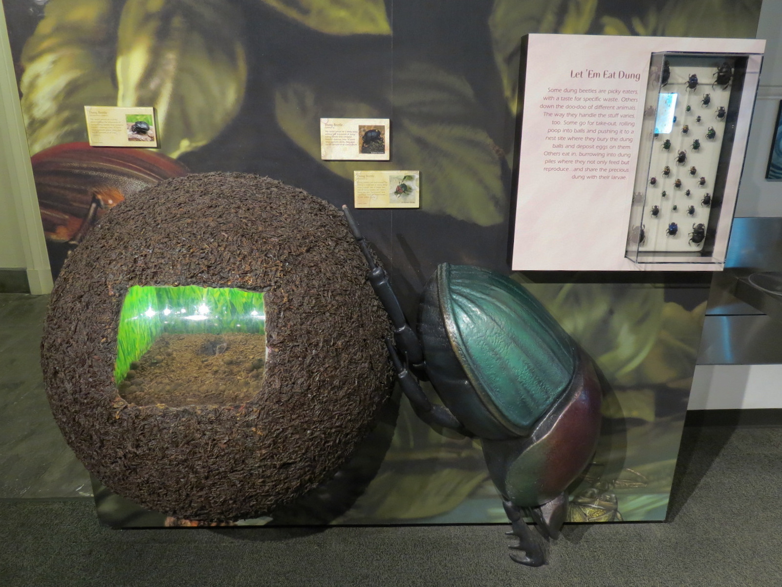 Main Hallway - Dung Beetle Exhibit