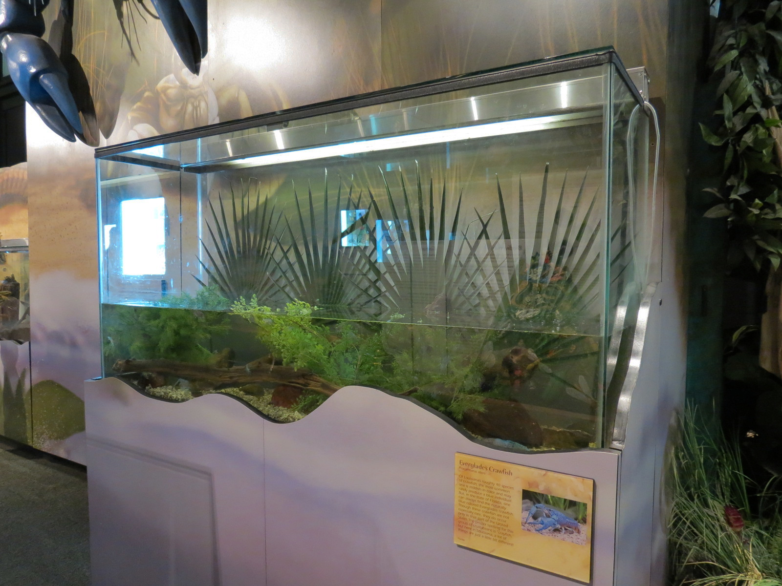 Main Hallway - Everglades Crawfish Exhibit