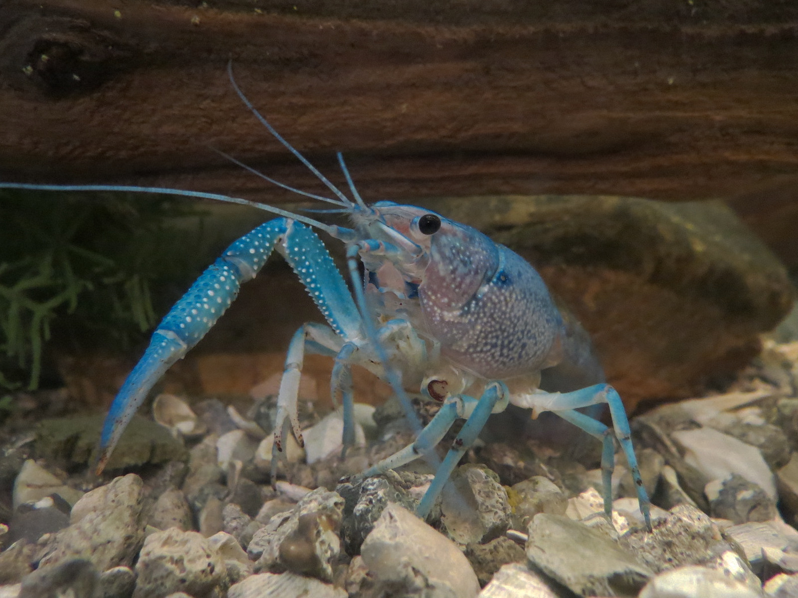 Main Hallway - Everglades Crawfish Exhibit
