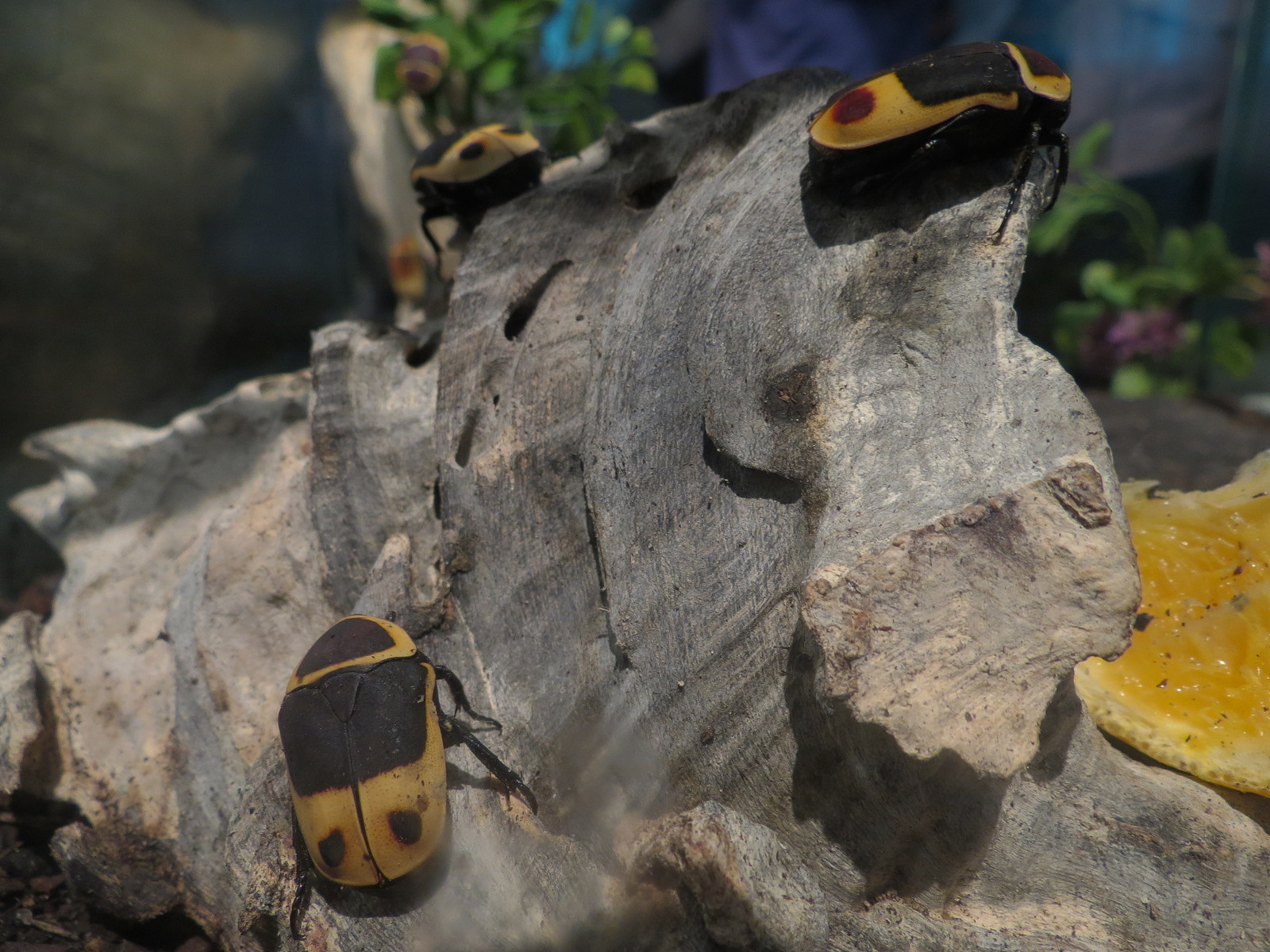 Main Hallway - Flower Beetle and Sun Beetle Exhibit - Sun Beetle